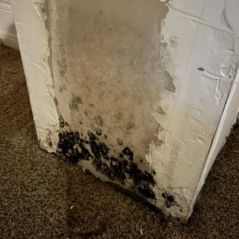 Professional Mold Removal in Walthall County, MS
